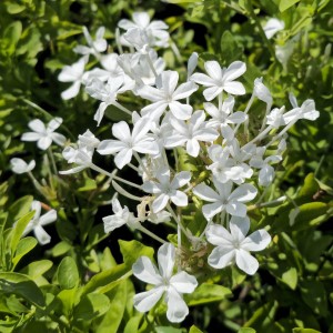 White Plumbago, Cape Leadwort, Plumbago auriculata alba, P. capensis alba
